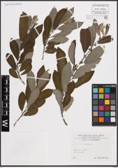 Foto von Salix cinerea L.